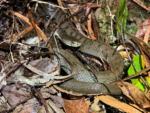 Rough-scaled Snake sighting