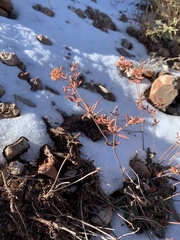 Eriogonum wootonii