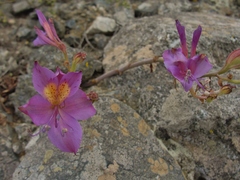 Alstroemeria violacea
