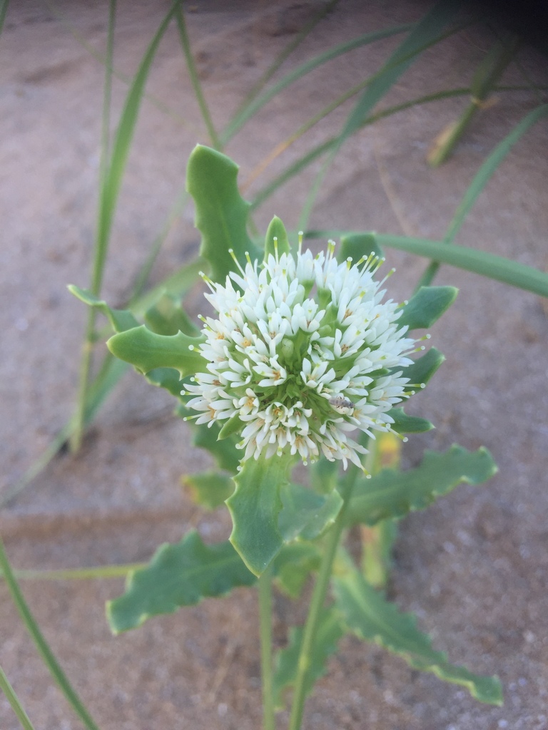 Calycera crassifolia