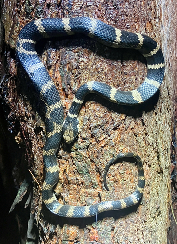 Stephens' Banded Snake sighting