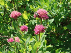 Spiraea splendens splendens