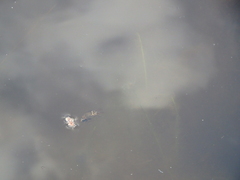 Acilius abbreviatus