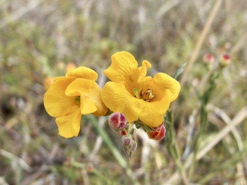 Arizona desert foxglove (Brachystigma wrightii)