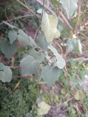 Allowissadula holosericea