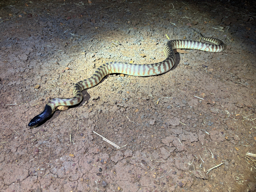 Black-headed Python sighting