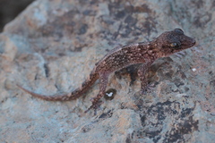 Tarentola boettgeri