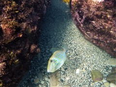 Eubalichthys mosaicus