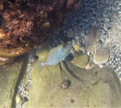 Eubalichthys mosaicus