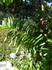Acrostichum danaeifolium