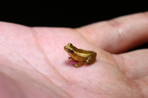 Xeric Treefrog, Dendropsophus oliveirai