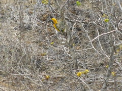 Icterus graceannae