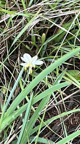Chlorophytum cooperi, photograph 5