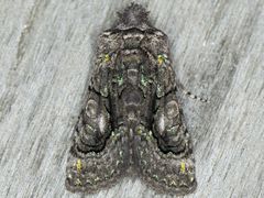 Behrensia conchiformis