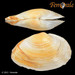 Soft-shelled Clam - Photo (c) Femorale, some rights reserved (CC BY-NC)