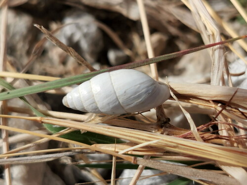 Zebrina fasciolata