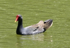 Gallinula chloropus pyrrhorrhoa
