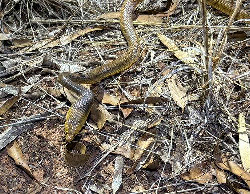Northern Brown Snake sighting