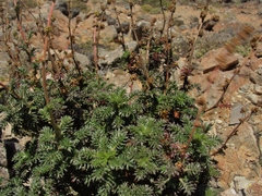 Acaena trifida