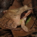 Ευκίνητος Βάτραχος - Photo (c) mgreilhuber, μερικά δικαιώματα διατηρούνται (CC BY-NC), uploaded by mgreilhuber