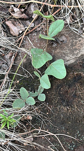 Oneleaf Snoutbean (Rhynchosia monophylla)