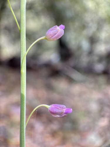 Longleaf Mock Thelypody (Pennellia longifolia)