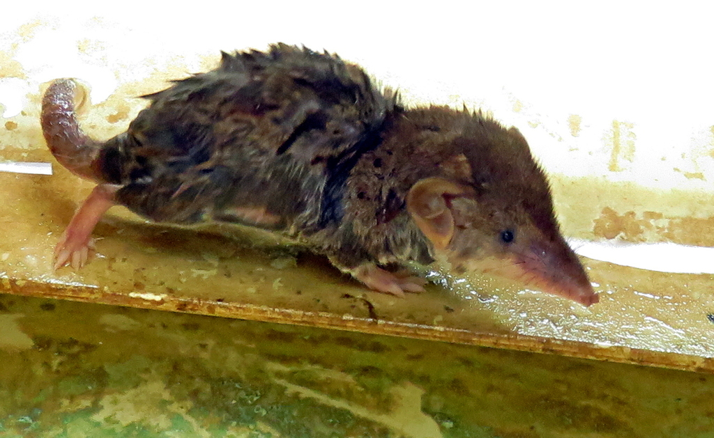 Lesser Red Musk Shrew