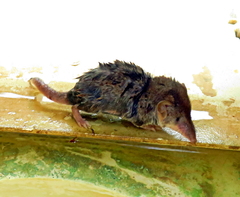 Crocidura hirta