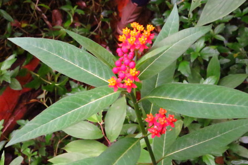Asclepias curassavica