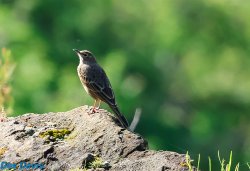 Long-billed Pipit