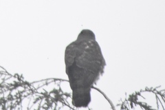 Accipiter gentilis laingi