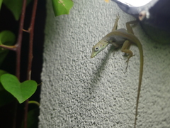 Anolis conspersus