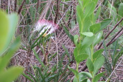 Calliandra virgata