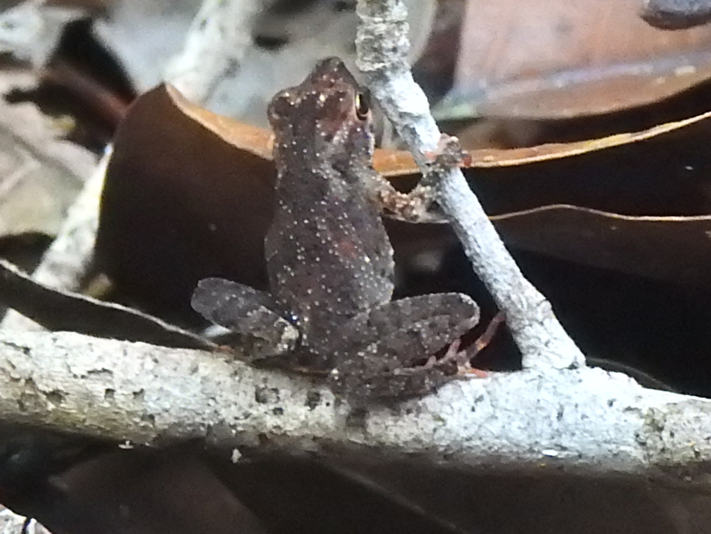 Amazonian Tiny Tree Toad