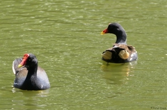 Gallinula chloropus pyrrhorrhoa