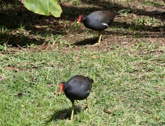 Gallinula chloropus pyrrhorrhoa
