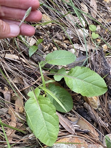 Seeman's Sunbonnets (Leibnitzia lyrata)