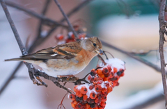 Fringilla montifringilla