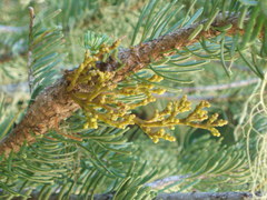 Arceuthobium abietinum