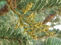 Arceuthobium abietinum