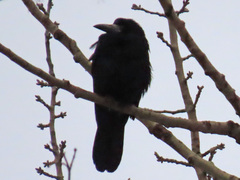 Corvus frugilegus