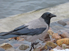 Corvus cornix