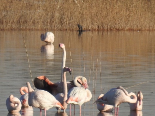 Greater Flamingo