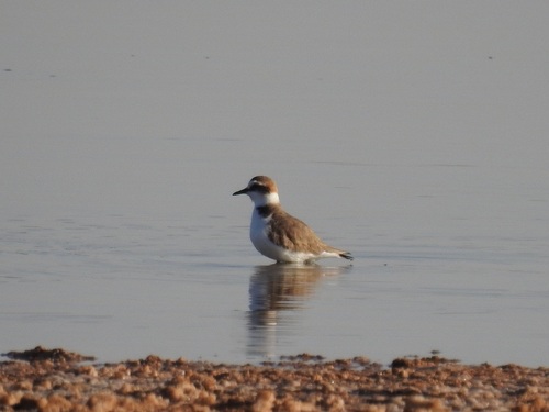 Kentish Plover
