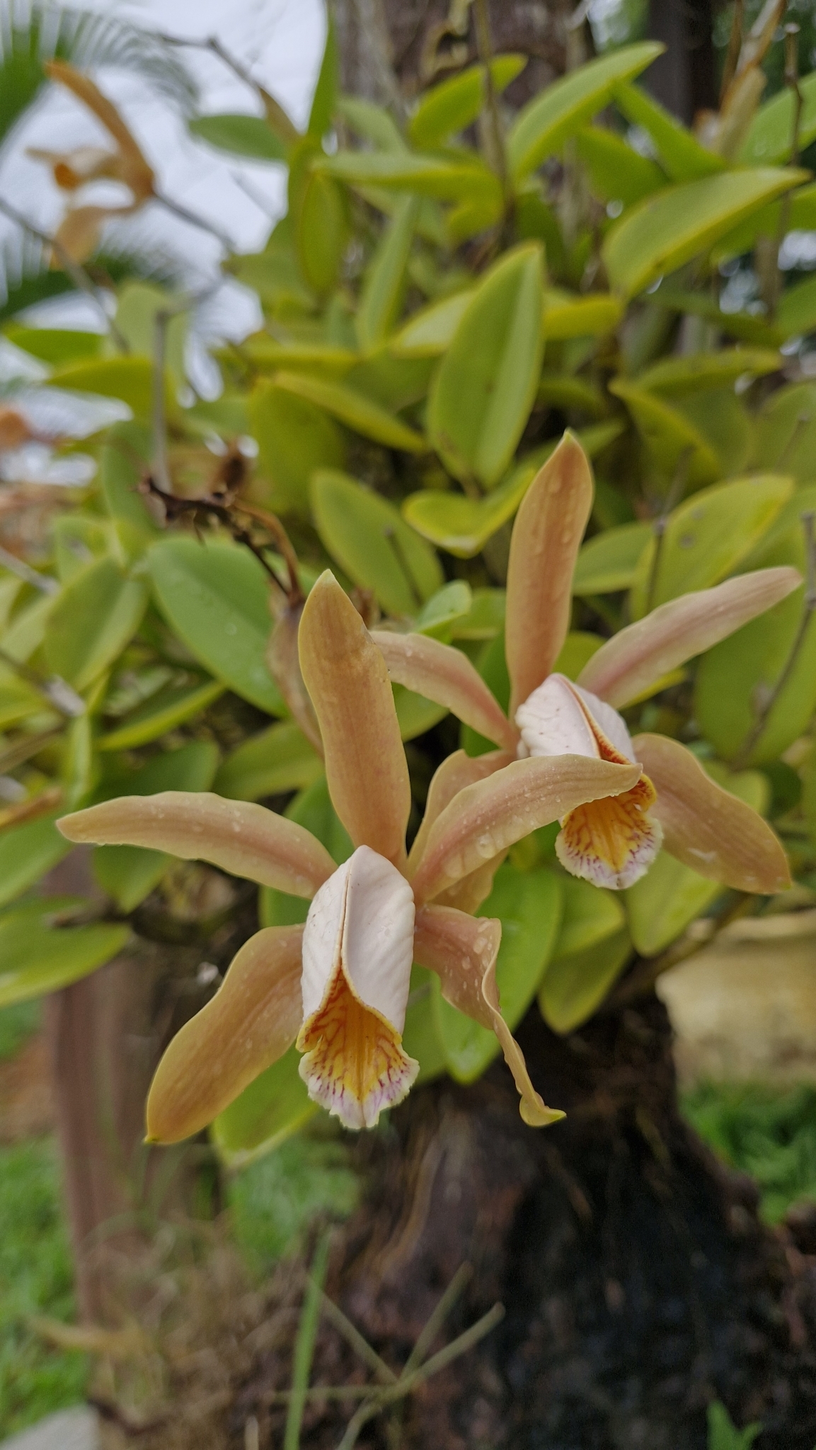 Cattleya forbesii