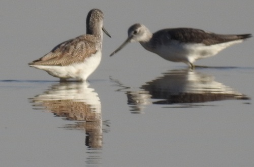 Common Greenshank
