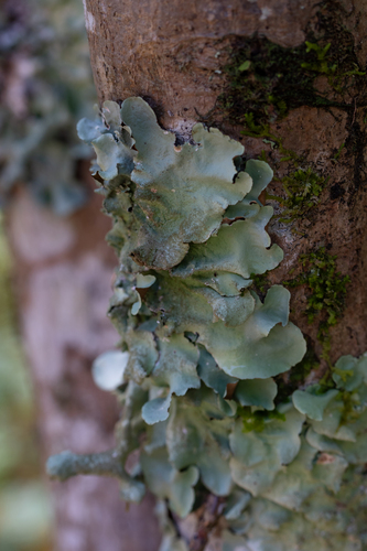 Parmotrema tinctorum
