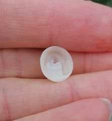 Calyptraea chinensis