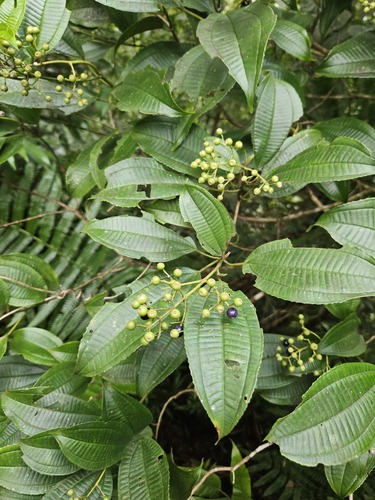 Miconia cooperi observed 2025-11-01