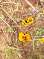 Tridax trilobata